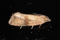 Celypha striana