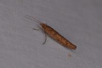 Ypsolopha ustella