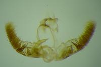 Lobesia reliquana