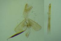 Monopis nigricantella