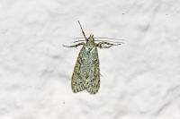 Diurnea fagella