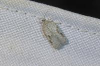 Acleris logiana/kochiella