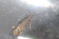 Scrobipalpa ocellatella