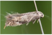 Elachista occidentalis