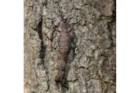 Dasystoma salicella