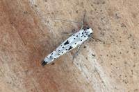 Yponomeuta plumbella
