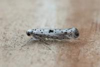 Yponomeuta plumbella