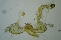 Coleophora paramayrella