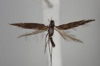 Coleophora paramayrella