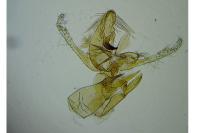 Aproaerema albifrontella