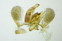 Eteobalea albiapicella