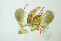 Eteobalea albiapicella