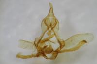 Cnephasia stephensiana