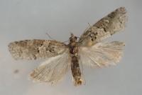 Cnephasia stephensiana