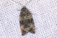Celypha lacunana