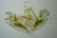 Stenoptilia zophodactyla