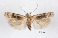 Altenia scriptella