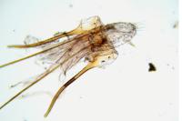 Altenia scriptella