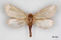 Hepialus humuli