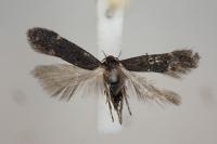 Aproaerema patruella