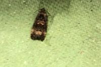 Endothenia gr. gentianaeana