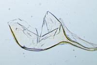 Agonopterix carduncelli