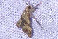 Phalonidia contractana