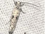 Yponomeuta plumbella