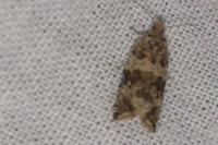 Celypha cespitana