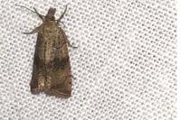 Celypha striana