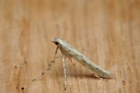 Povolnya leucapennella