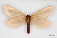 Hepialus humuli