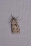 Diurnea fagella