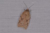 Acleris ferrugana/notana