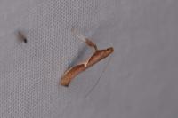 Caloptilia stigmatella