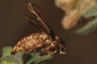 Microsphecia tineiformis