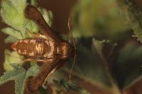 Microsphecia tineiformis