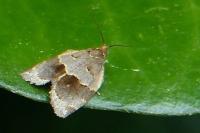 Clepsis dumicolana