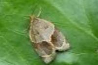 Clepsis dumicolana