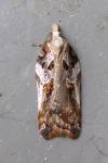 Acleris cristana