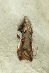 Acleris cristana