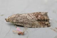 Cydia splendana