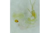 Batia lunaris