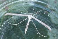 Emmelina monodactyla
