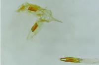 Acrocercops brongniardella