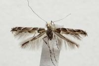 Acrocercops brongniardella