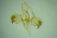 Phyllonorycter delitella