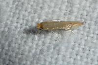 Phyllonorycter delitella