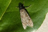 Diurnea fagella