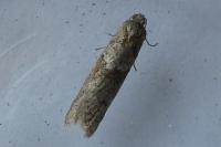 Tortricodes alternella